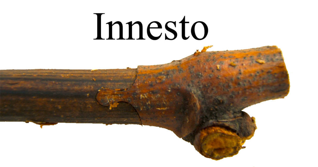 Innesto-WP