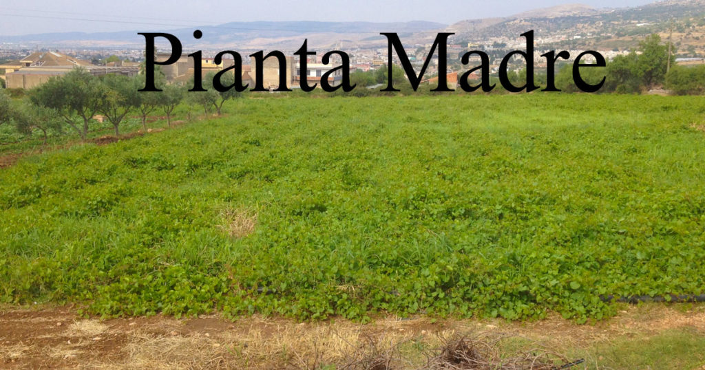 Pianta-madre