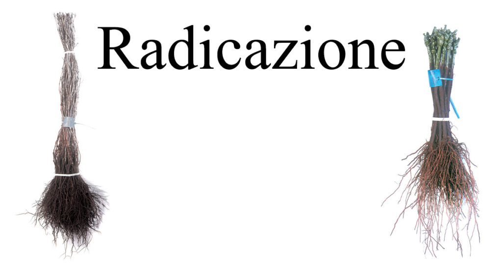 Radicazione-WP