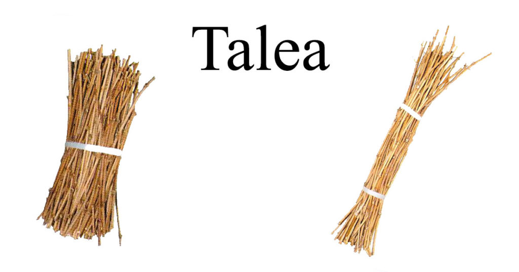 Talea-WP