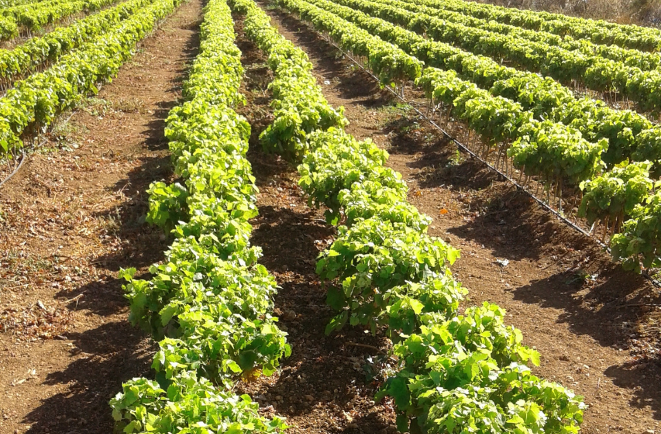 vivai fava produzione barbatelle